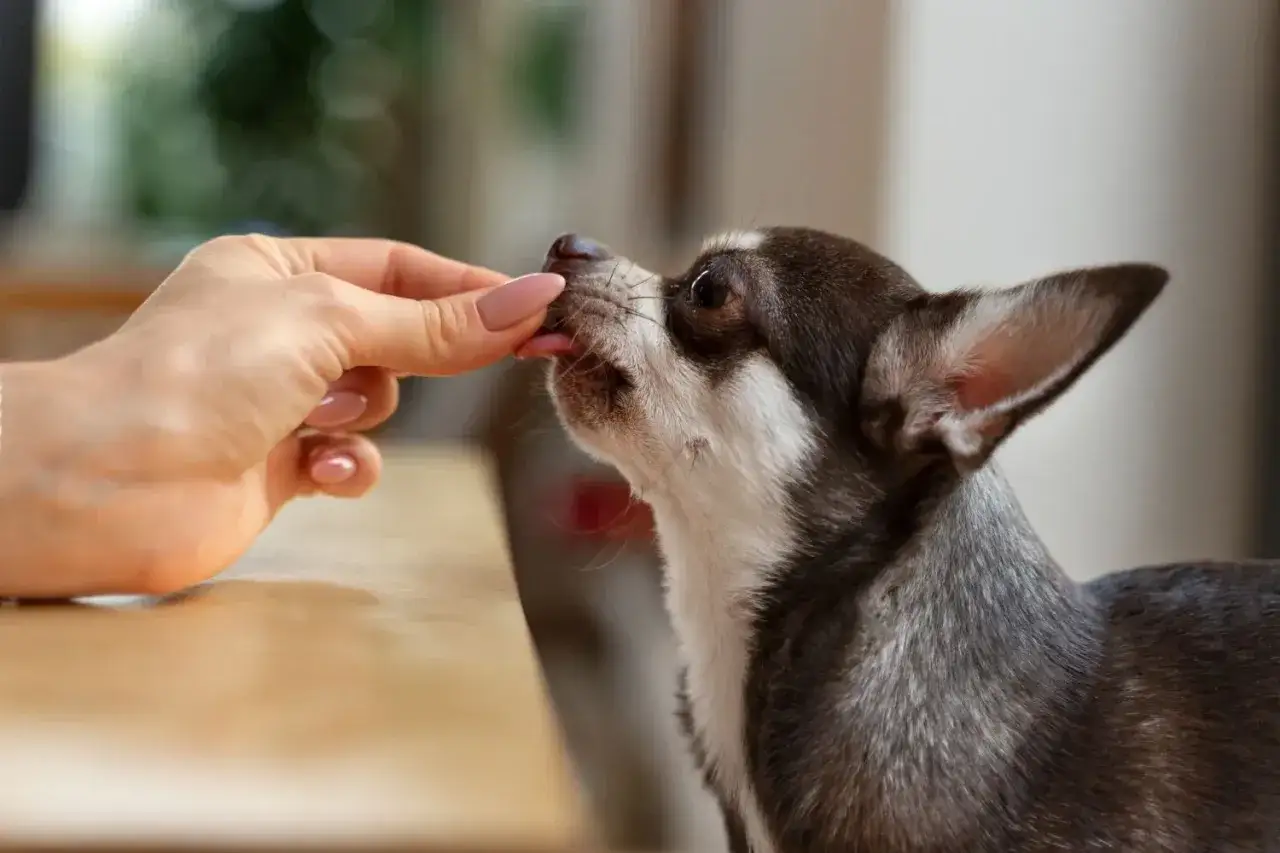 Mały piesek chihuahua zjada przysmak z ręki. Ile nospy dla psa 10 kg?