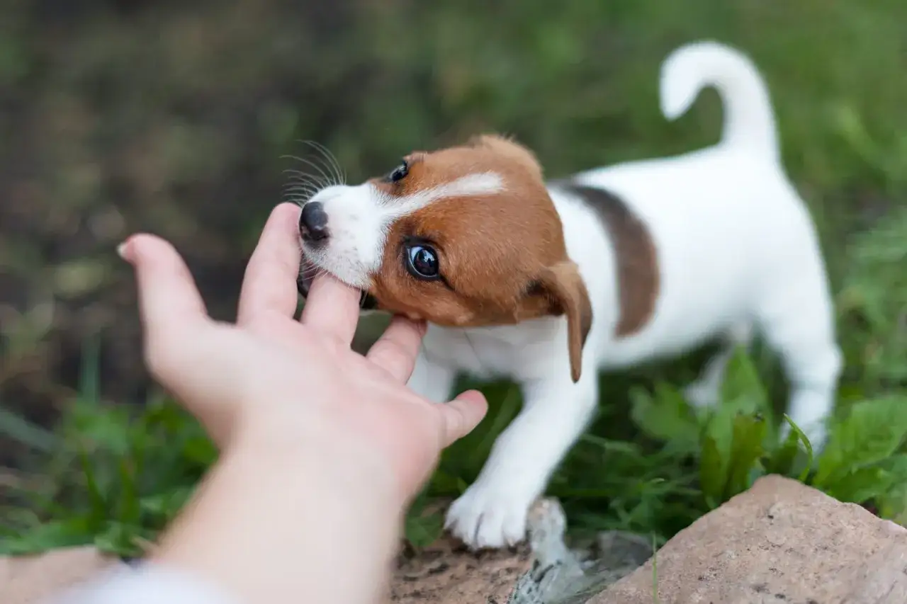 Szczeniak Jack Russell Terrier delikatnie gryzie palec. To moment, by nauczyć go, jak wytresować psa żeby nie gryzł.