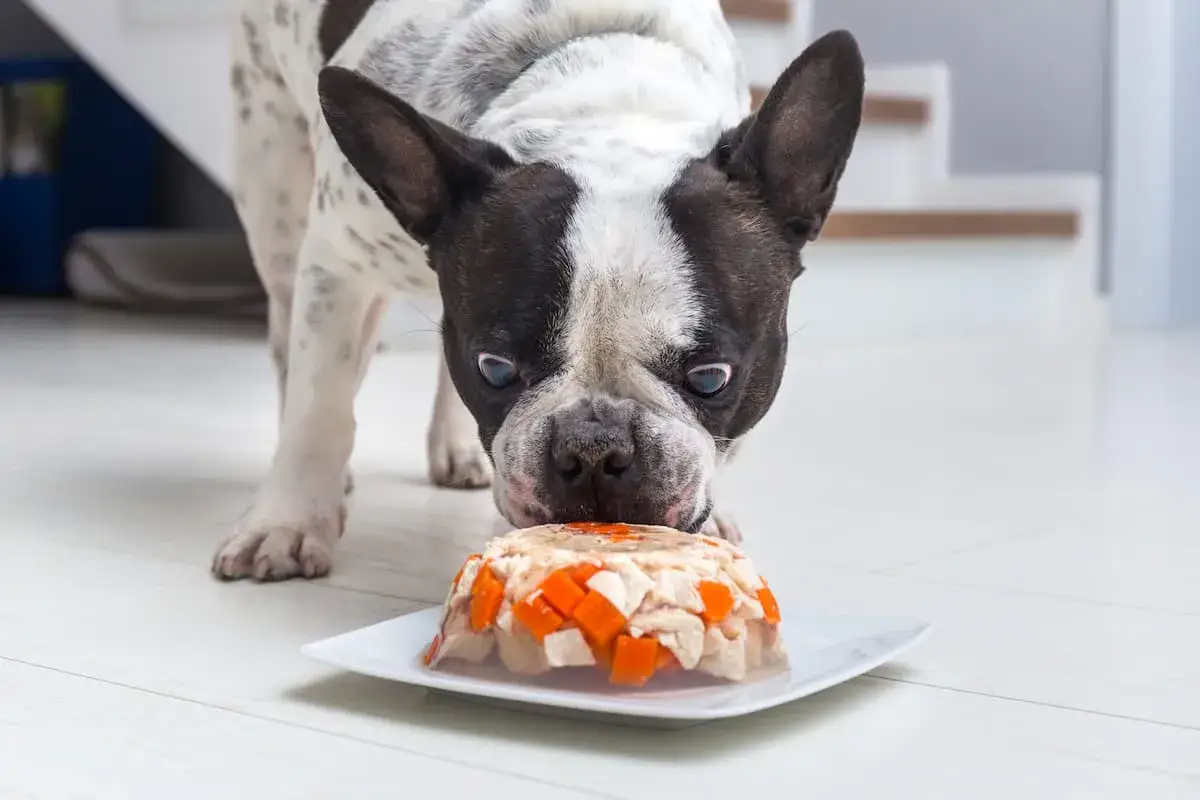 Francuski buldog wącha tort dla psa przepis. Smakołyk z kurczakiem i marchewką wygląda apetycznie.