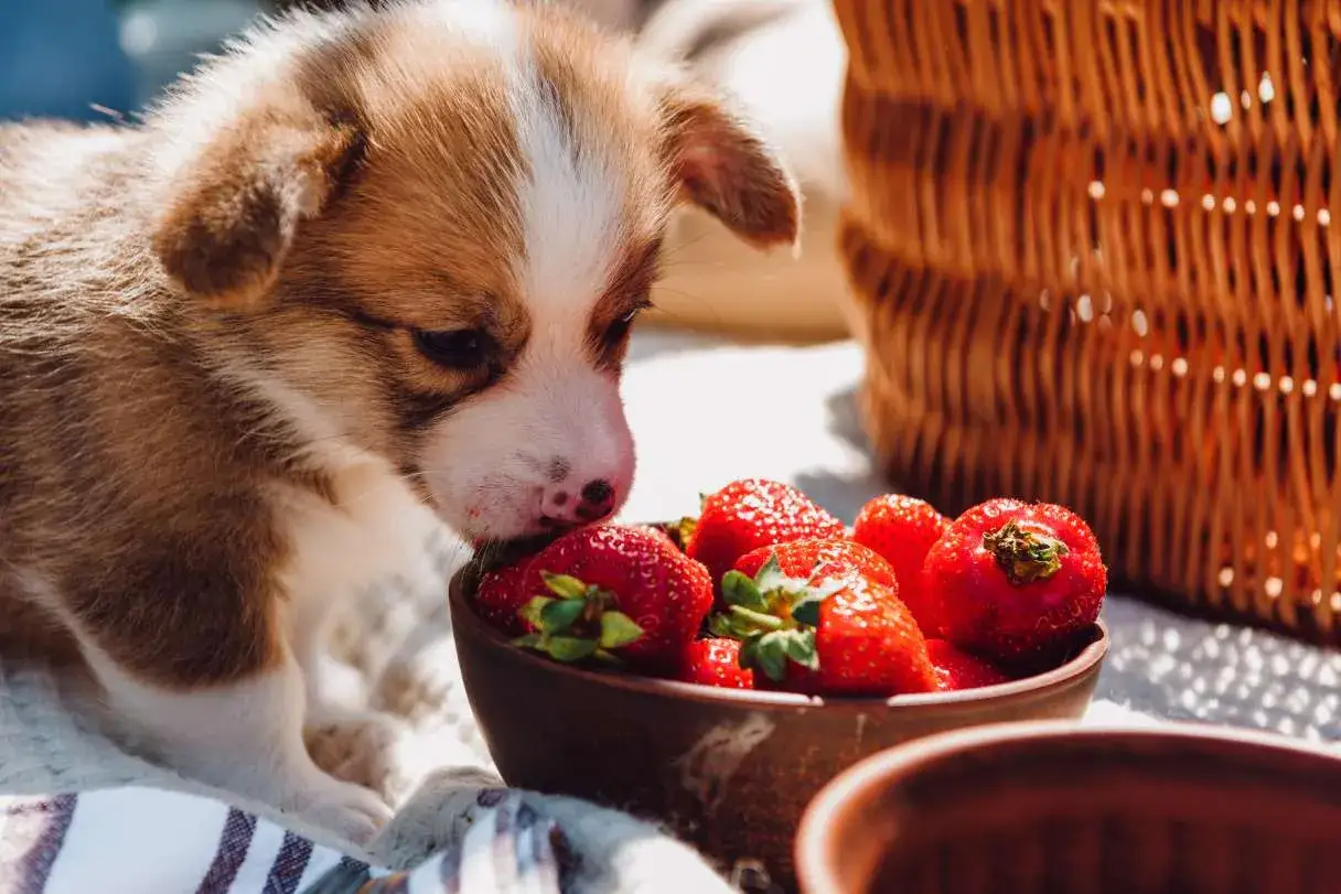Uroczy szczeniak corgi wącha miseczkę pełną truskawek, zastanawiając się, czy psy mogą jeść truskawki.