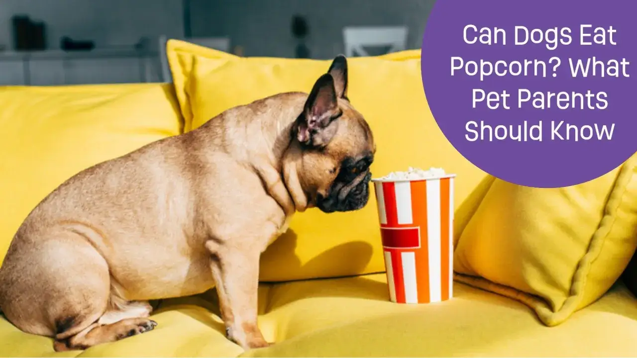 Piesek francuski zaciekawiony patrzy na kubełek popcornu. Czy pies może jeść popcorn?