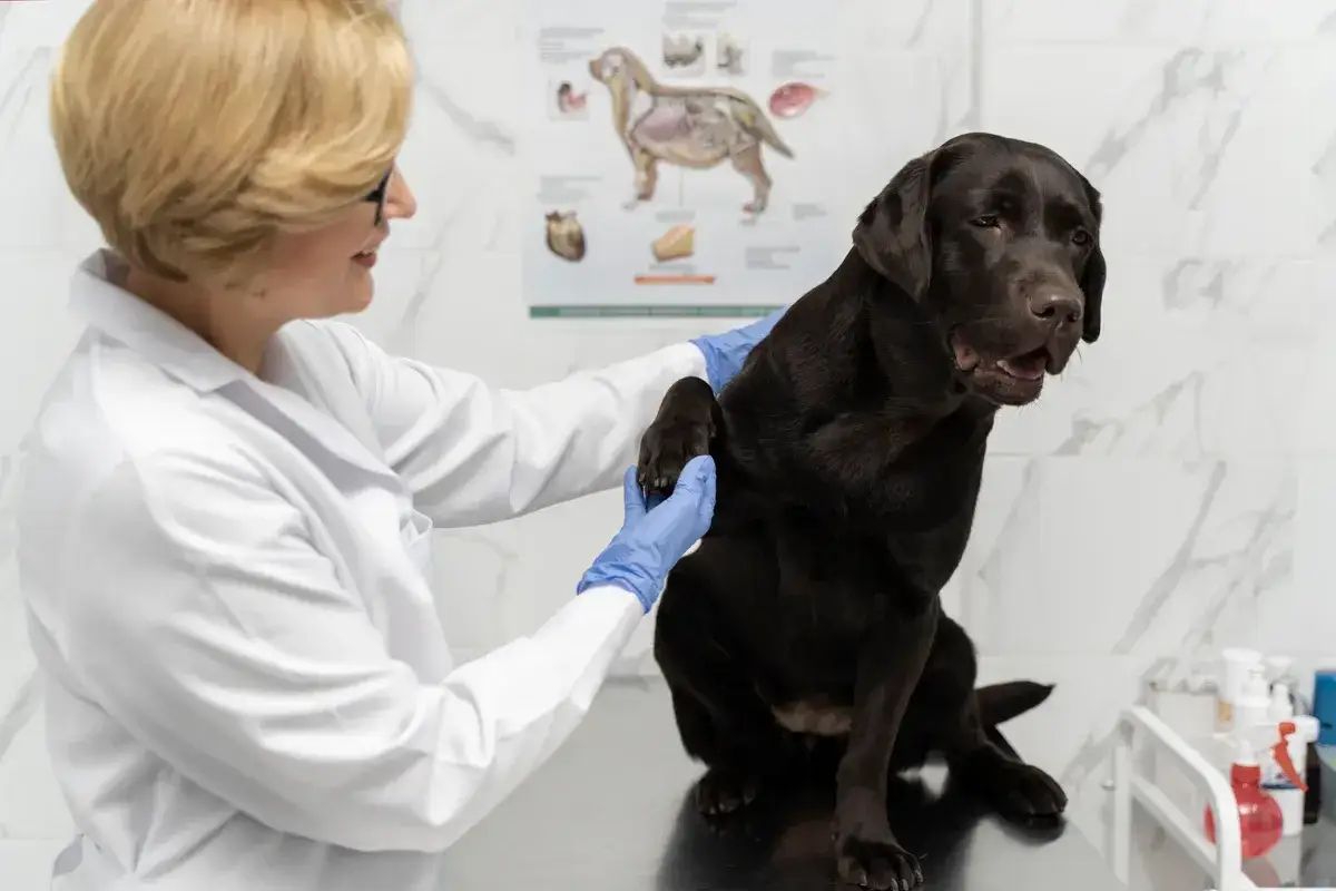 Weterynarz bada łapę czekoladowego labradora. Pies wygląda na zaniepokojonego, jakby bał się, że dostanie zastrzyk zamiast smakołyka.