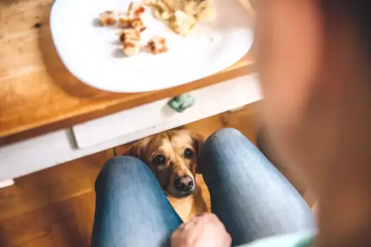 Czy pies może jeść śmietanę? Zobacz, kiedy jest bezpieczna!