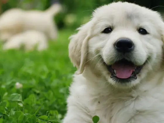 Imię dla golden retrievera - Jak wybrać? 100+ propozycji!