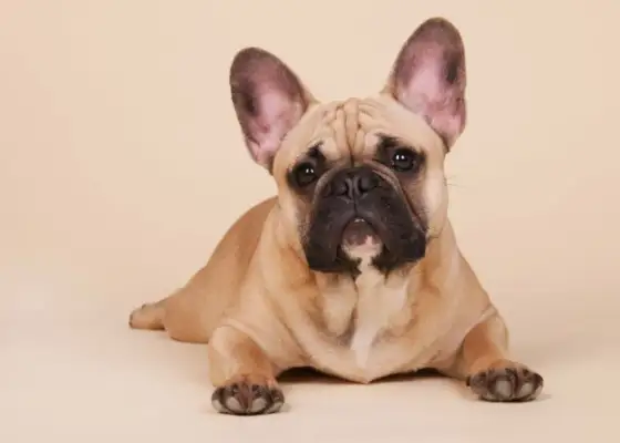 Buldog francuski - Jak karmić, by był zdrowy i w formie?