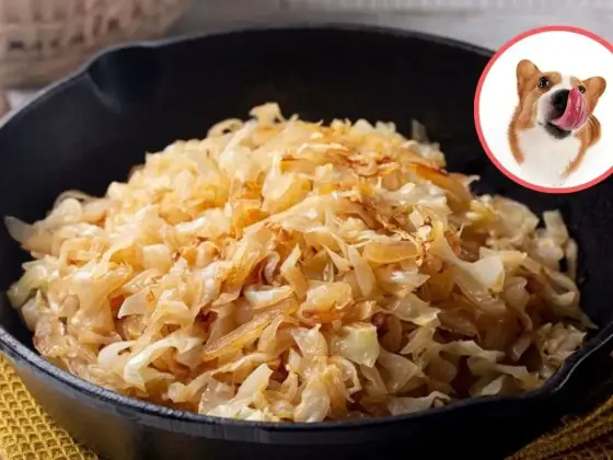Czy pies może jeść bigos? Sprawdź, co mu szkodzi!