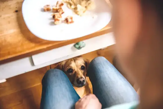 Czy pies może jeść śmietanę? Zobacz, kiedy jest bezpieczna!