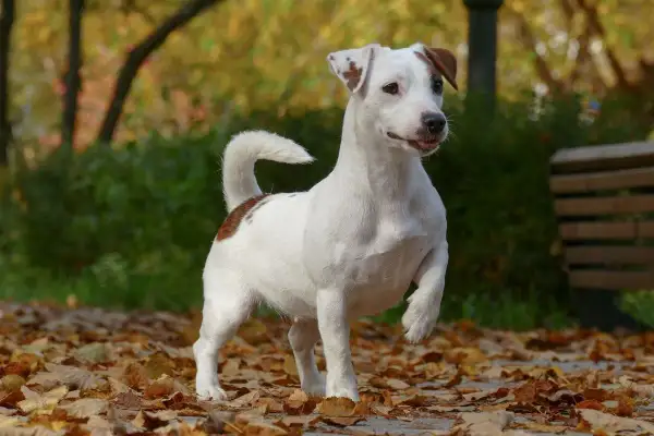 Radosny piesek jack russell terrier podnosi przednią łapę, gotowy do zabawy wśród jesiennych liści.