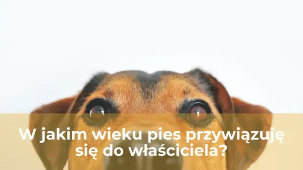 Uroczy piesek z zaciekawieniem patrzy w obiektyw, zastanawiając się, po jakim czasie szczeniak przywiązuje się do właściciela.