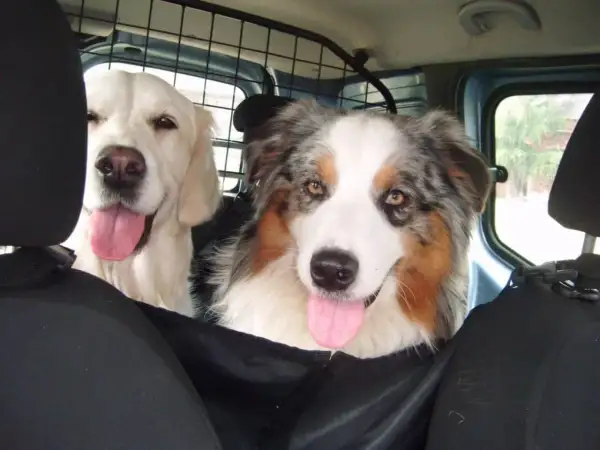 Dwa psy w samochodzie, jeden golden retriever, drugi owczarek australijski. Pies boi się jeździć autem, ale towarzystwo przyjaciela dodaje mu otuchy.