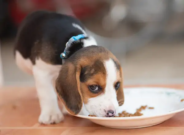 Słodki szczeniak beagle zajada się karmą. Czy beagle śmierdzą? Ten maluch na pewno nie!