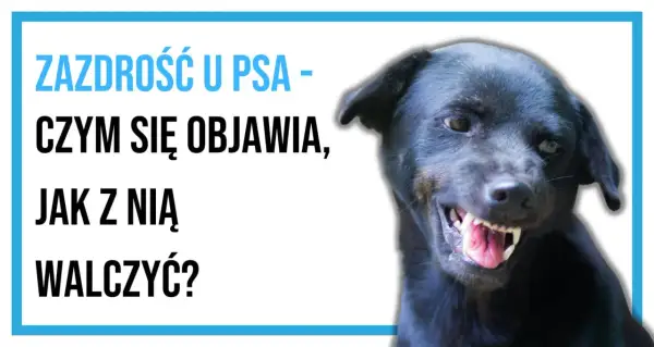 Czarny pies warczy, pokazując zęby. Tekst na obrazku: "Zazdrość u psa - czym się objawia, jak z nią walczyć?".