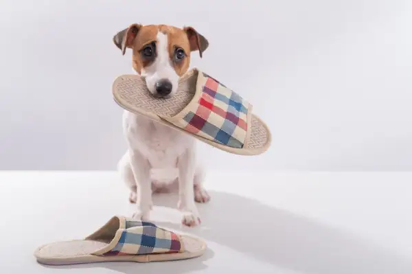 Mały piesek z kapciem w pysku. Czy to odpowiedź na pytanie, dlaczego pies wynosi buty?