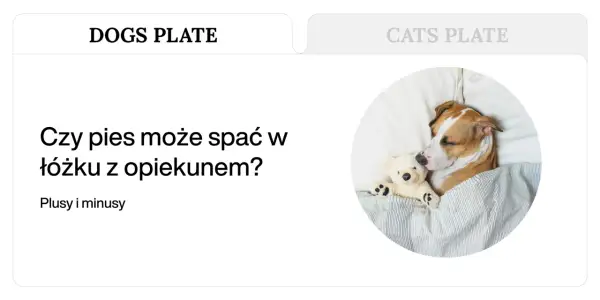 Piesek śpi wtulony w misia, pod kołdrą. Czy pies nie może znaleźć sobie miejsca w nocy, gdy śpi z opiekunem?