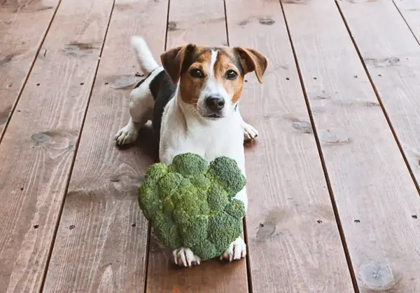 Jack Russell terrier leży na drewnianej podłodze obok dużej główki brokuła. Czy pies może brokula? Ten piesek wygląda na zaintrygowanego.