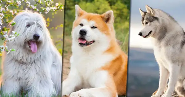 Trzy psy: puszysty biały, rudy Akita i szary Husky. Szukasz chińskie imiona dla psa?