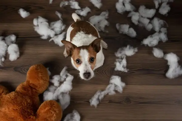 Smutny piesek, który wyje sam w domu, siedzi wśród rozrzuconego wypełnienia z pluszaka.