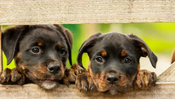 Dwa szczenięta rottweilera zaglądają przez drewniane deski. Idealne imiona dla psa kundelka? Może Brutus i Max?