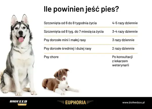 Tabela pokazuje zapotrzebowanie kaloryczne psa w zależności od wieku i rasy. Dorosłe psy średnich i dużych ras jedzą 2 razy dziennie.