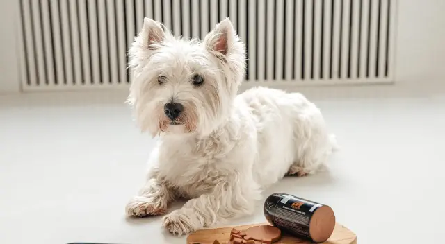 Westie, jeden z uroczych małych ras psów, leży obok karmy.